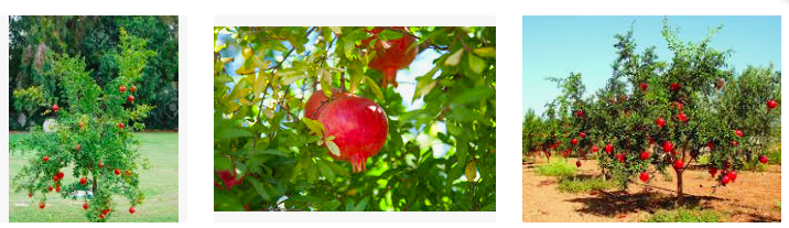 Screen Shot 2018-12-23 at 10.38.37