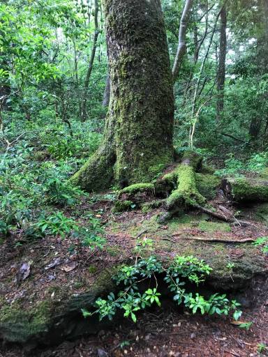 64674022_415589559031089_6969279608281628672_n