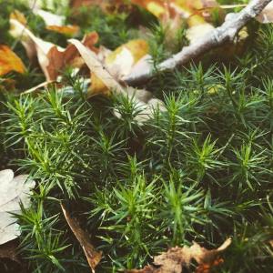 75402263_471105876860012_5212831236271112192_n