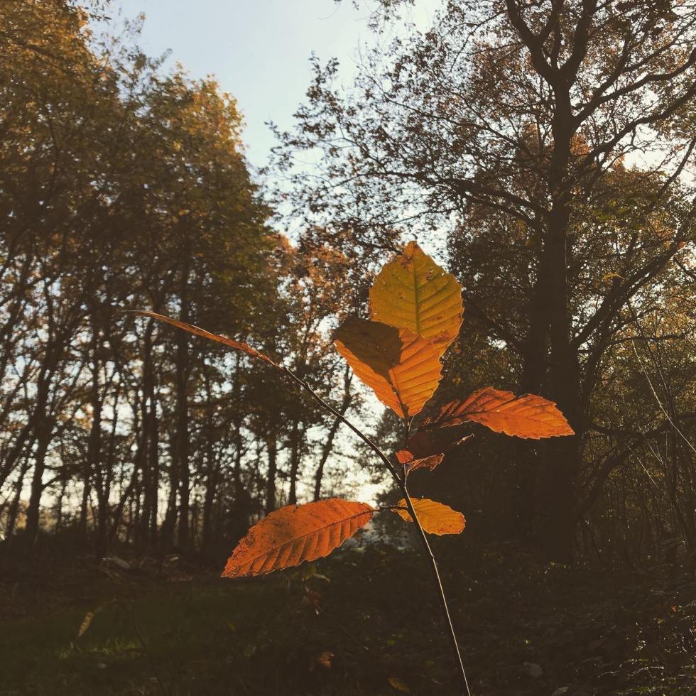 76644681_553870688526082_7388714380558336000_n