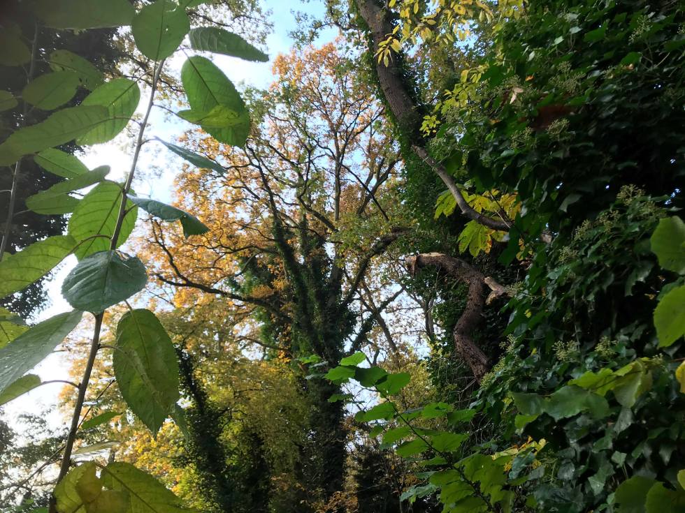 76695139_1748486968617917_5104542663923728384_n