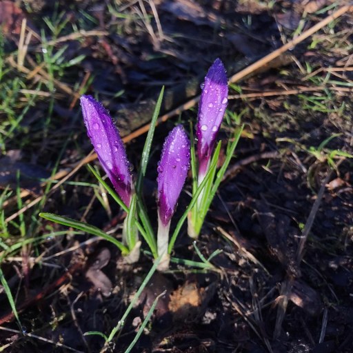 crocus