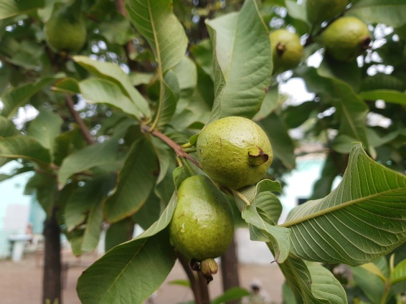 Guava tree