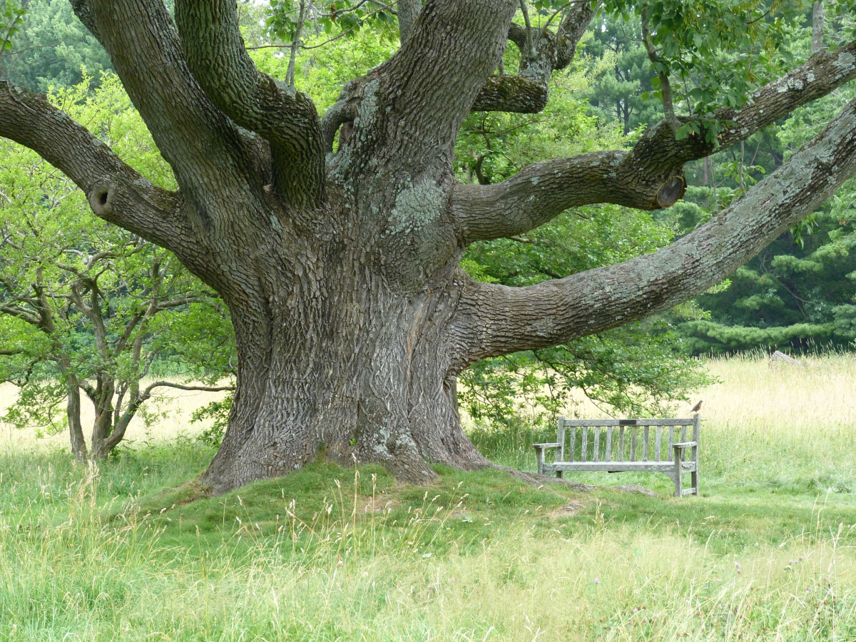 What would you like to learn  about the Ash Tree? (Preparing the Writing(with)Ash session, 16 April)