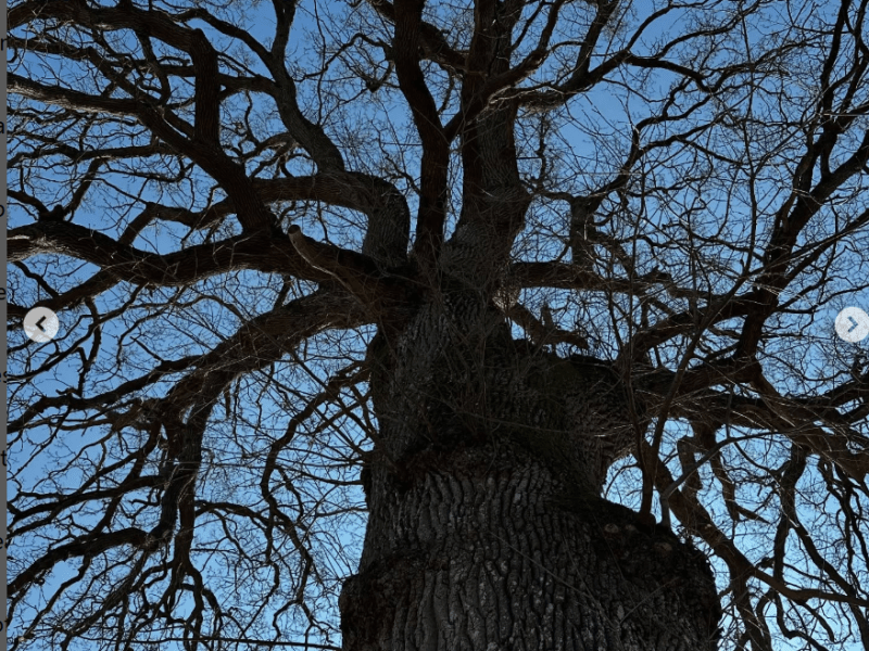 Writing(with)Oak trees – an outdoor experiment in Denmark and Discovering the initial thread for a new journey into financial ecofeminism.