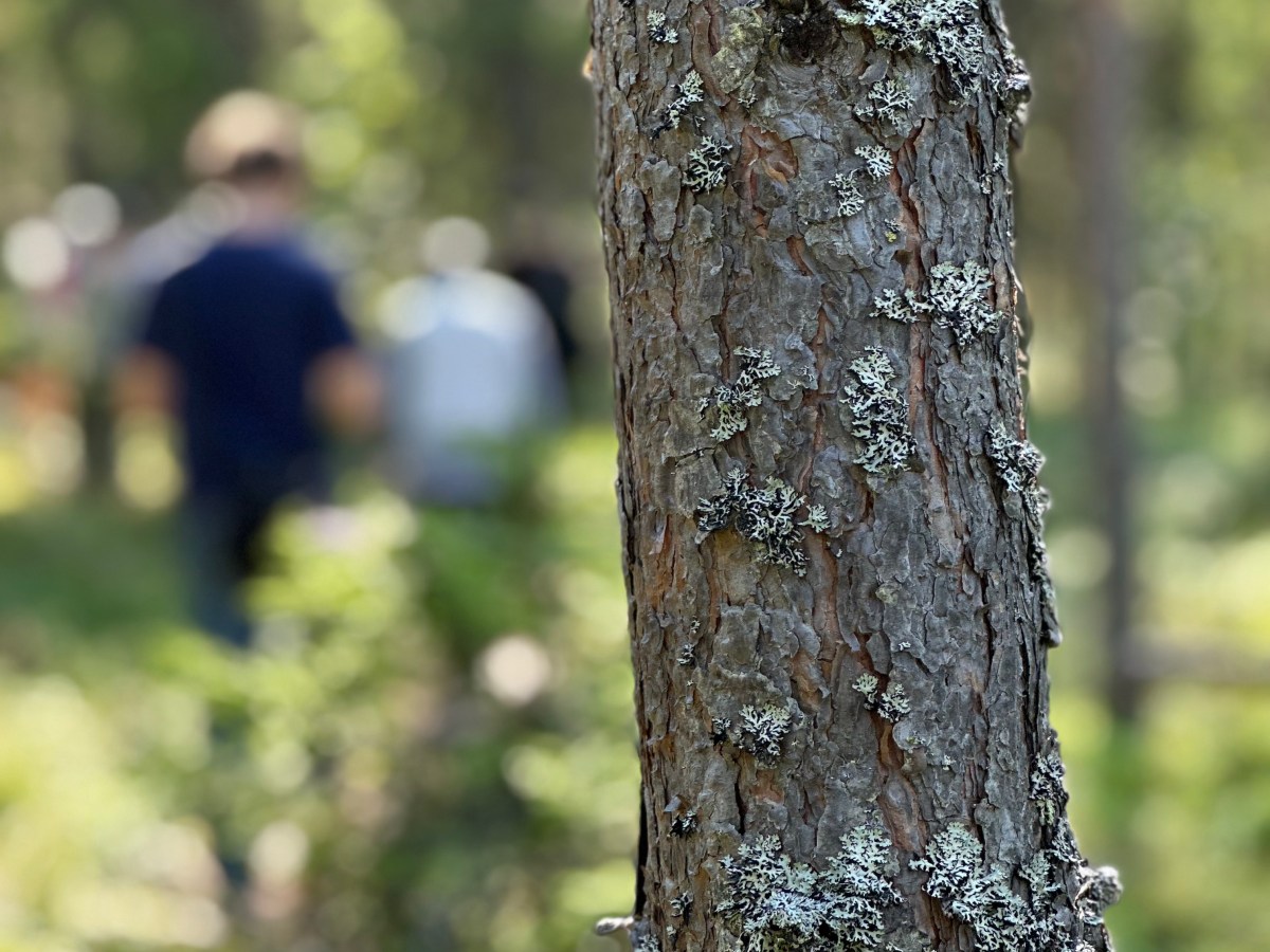 Forest bathing and foregrounding plants in Finland – two ecofeminist choices