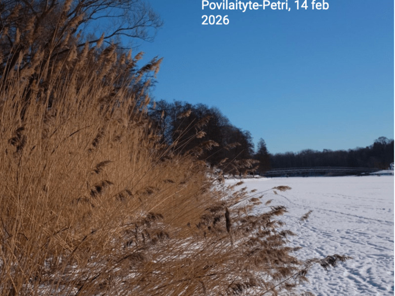 Writing (with) Marsh Reed is Becoming Mud